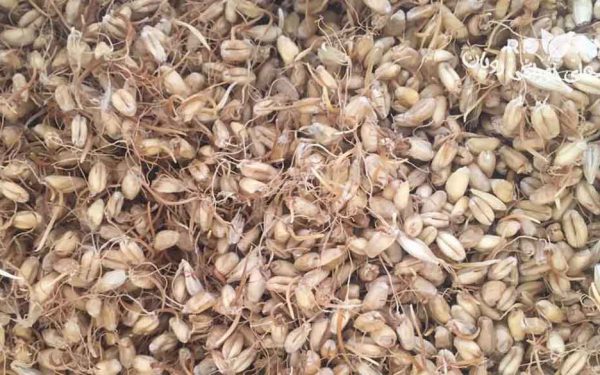 قیمت جوانه گندم خشک شده با کیفیت در بازار