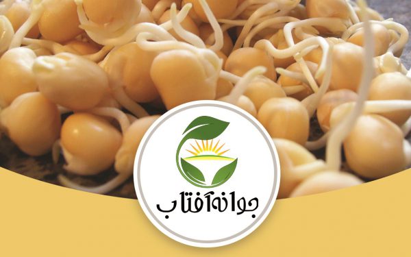 تولید پودر جوانه نخود آفتاب در ایران